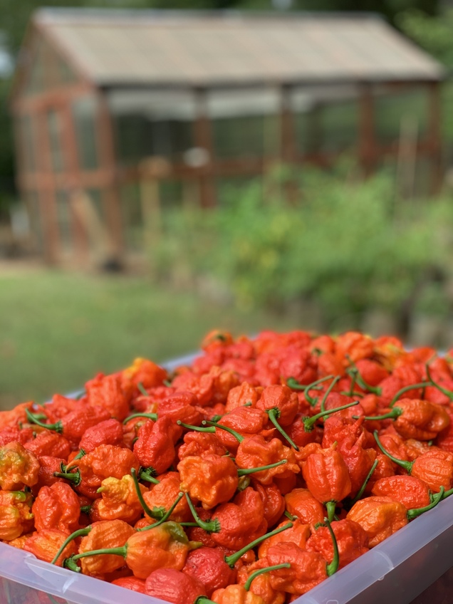 Carolina Reaper Sale / Contest !!! 🔥 🔥 🔥